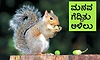 Squirrel: ಮನವ ಗೆದ್ದಿತು ಅಳಿಲು