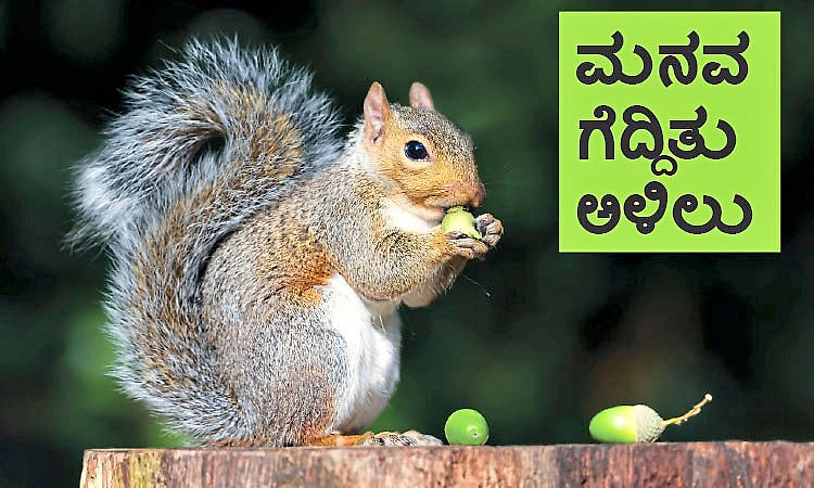 Squirrel: ಮನವ ಗೆದ್ದಿತು ಅಳಿಲು