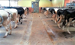 Karkala: ದನದ ಕೊಟ್ಟಿಗೆಯಲ್ಲಿದ್ದ ಹಸು ಕಳವು