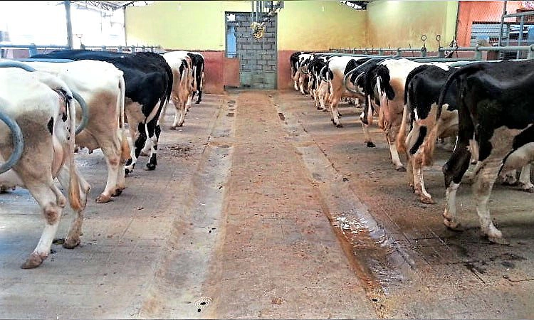 Karkala: ದನದ ಕೊಟ್ಟಿಗೆಯಲ್ಲಿದ್ದ ಹಸು ಕಳವು