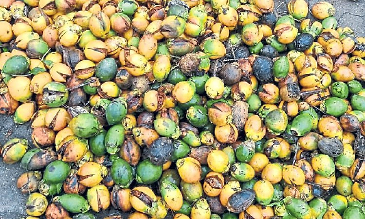 ಅಡಿಕೆ ತೋಟಗಳಲ್ಲಿ ಹೊಸ ಆತಂಕ: ಕಾಯಿ ಒಡೆದು ನೆಲಕ್ಕುರುಳುತ್ತಿದೆ!