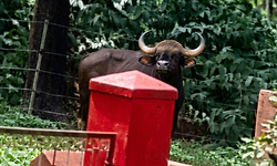 ಶಾಲೆಗೆ ಬಂದ ಕಾಡುಕೋಣ!