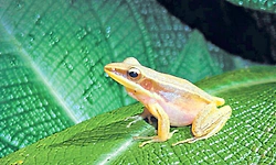 ಕಾರ್ಕಳ: ಪಶ್ಚಿಮಘಟ್ಟ ಕಾಡಿನಲ್ಲಿ ಕಪ್ಪೆಗಳ ಸಂಶೋಧನೆ