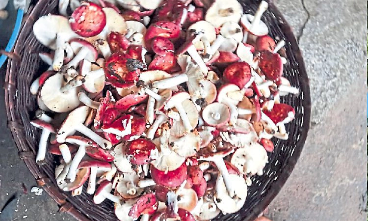Karkala: ಗ್ರಾಮೀಣ ಭಾಗದಲ್ಲಿ ಕೆಂಪು ಅಣಬೆಗಳ ಸುಗ್ಗಿ