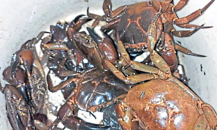 Karkala: ಮುಂಗಾರು ವಿಳಂಬದ ನಡುವೆಯೂ 'ಉಬೇರ್‌' ಸುಗ್ಗಿ