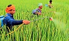Paraquat herbicide banned in 74 countries to be banned in India too?