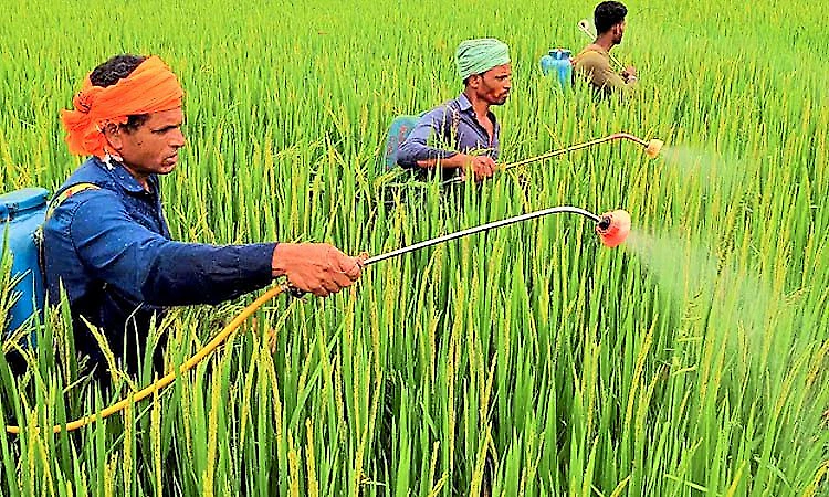 Paraquat herbicide banned in 74 countries to be banned in India too?