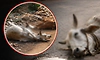 Two stray cattle found dead under suspicious circumstances in Kollur