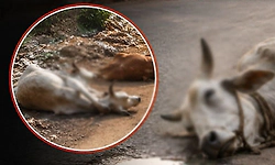 Two stray cattle found dead under suspicious circumstances in Kollur