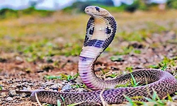 Southadka: ಹಾವು ಕಚ್ಚಿ ಬಾಲಕಿ ಅಸ್ವಸ್ಥ