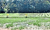 Moodbidri: ಕೈಕೊಟ್ಟ ಮಳೆ: ನೇಜಿ ನಾಶದ ಆತಂಕ
