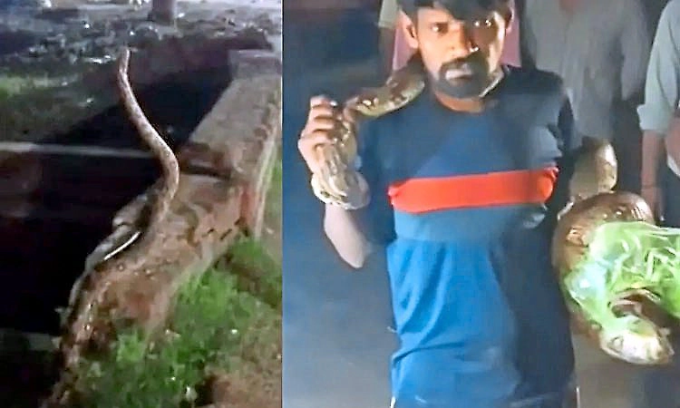 Man catches python that entered meat shop to hunt and wraps it around his neck
