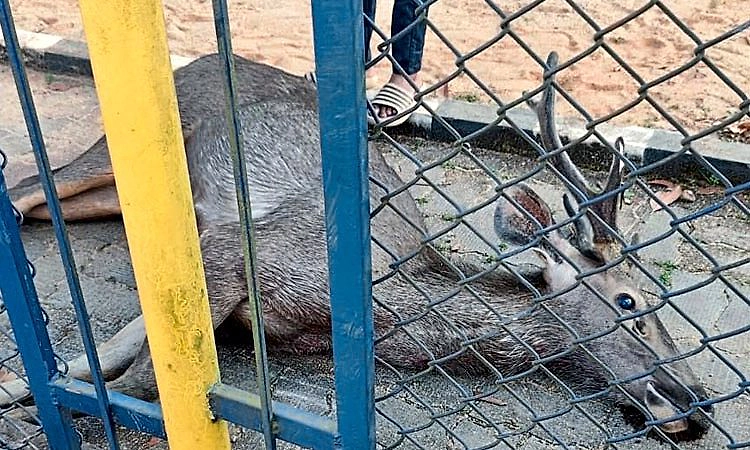 Karkala: ತಾಲೂಕು ಕಚೇರಿ ಸಮೀಪದ ಪಾರ್ಕ್ ನಲ್ಲಿ ನಿಗೂಢವಾಗಿ ಕಡವೆ ಸಾವು