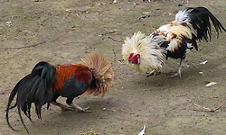 Bantwala: ಕೋಳಿ ಅಂಕಕ್ಕೆ ಪೊಲೀಸರ ದಾಳಿ