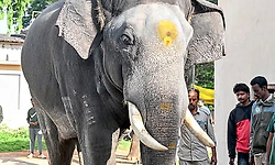 ದಸರೆ ಗಜಪಡೆಯಲ್ಲೇ ಸುಗ್ರೀವನೇ ಬಲು ತೂಕ!   
