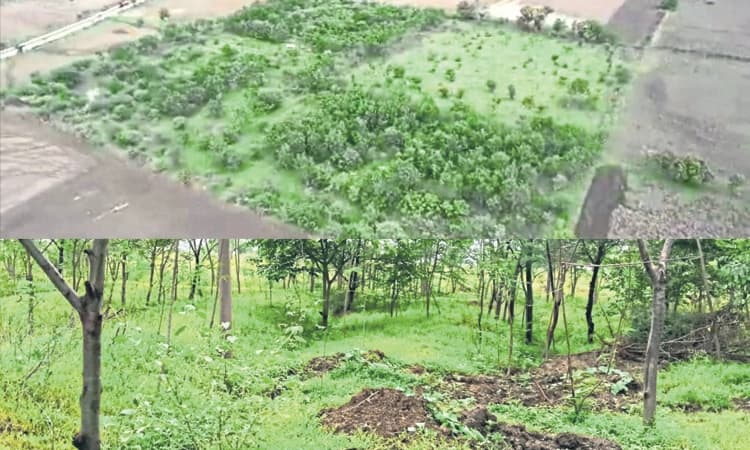 Gadag: ಜಮೀನನ್ನೇ ಅರಣ್ಯವಾಗಿಸಿದ ದಂತ ವೈದ್ಯ