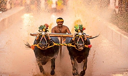 ಮೈಸೂರು ದಸರಾ ಕಂಬಳ: 150 ಜೋಡಿ ಕೋಣಗಳ ಪಟ್ಟಿ ಅಂತಿಮ