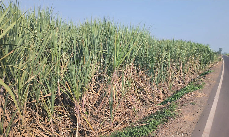 ಮಳೆ ಕೊರತೆ: ಕಬ್ಬು, ಅರಿಷಿಣ ಇಳುವರಿ ಭಾರಿ ಕುಸಿತದ ಭೀತಿ
