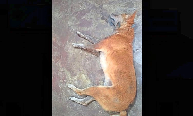 Ullal: ವ್ಯಕ್ತಿಯನ್ನು ಕಚ್ಚಿ ಕೊಂದ ನಾಯಿಯೂ ಸಾವು