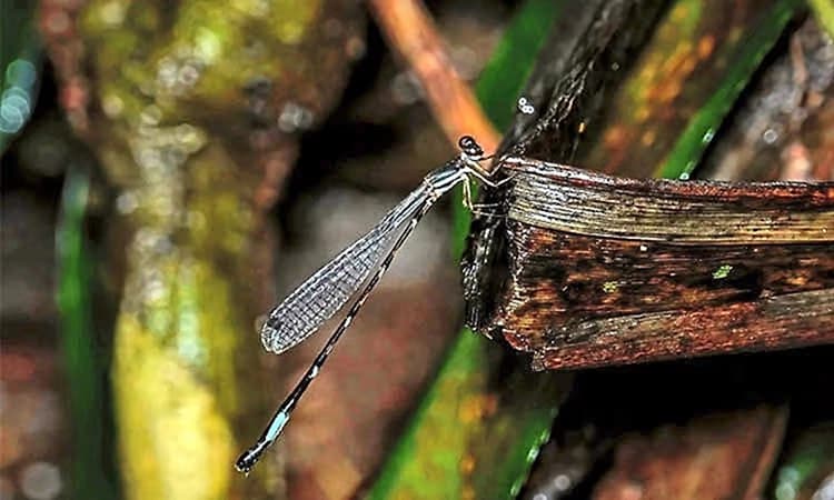 New damselfly species discovered in Western Ghats highlights region’s rich biodiversity