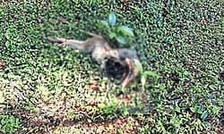 Monkey fever scare grips Udupi’s forest fringe villages after monkey deaths