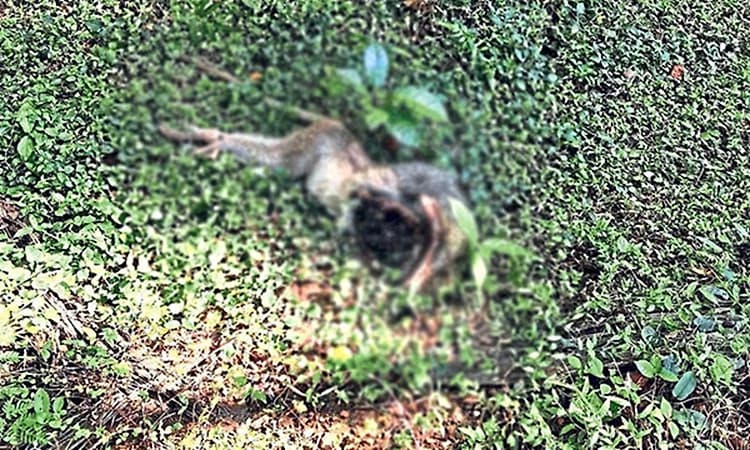 Monkey fever scare grips Udupi’s forest fringe villages after monkey deaths