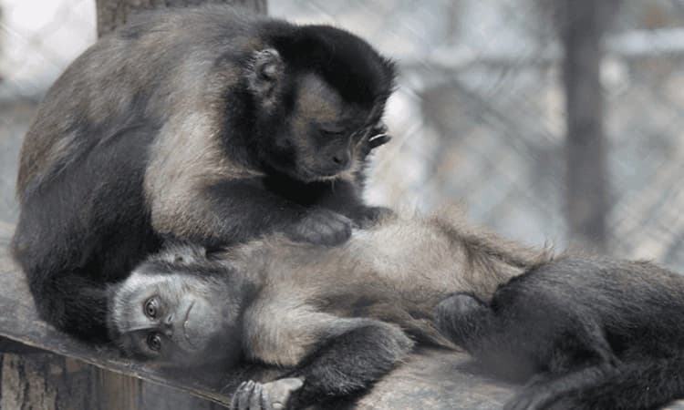 Eight black-capped capuchin monkeys arrive at Bannerghatta zoo