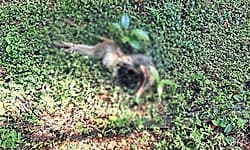 ಕೆಎಫ್‌ಡಿ ಕಾಯಿಲೆ ಭೀತಿಯ ನಡುವೆ ಮಂಗಗಳ ಸಾವು