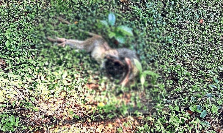 ಕೆಎಫ್‌ಡಿ ಕಾಯಿಲೆ ಭೀತಿಯ ನಡುವೆ ಮಂಗಗಳ ಸಾವು