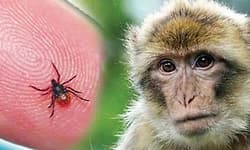 KFD; ಹೊಸನಗರ ತಾಲೂಕಿನಲ್ಲಿ ಮಂಗನ ಕಾಯಿಲೆ 10 ಕ್ಕೆ ಏರಿಕೆ