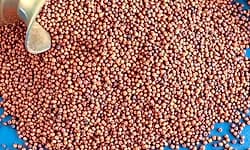 ಬೆಂಬಲ ಬೆಲೆಯಡಿ ರಾಗಿ ಖರೀದಿ ನೋಂದಣಿ ಬಂದ್‌!