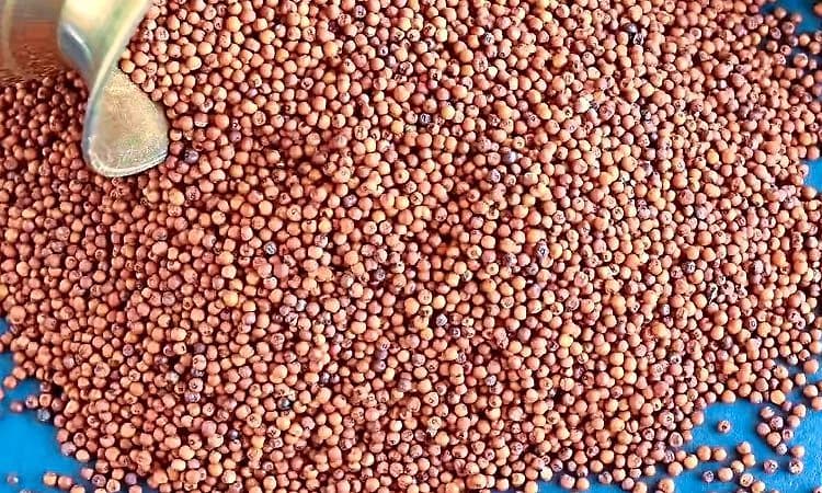 ಬೆಂಬಲ ಬೆಲೆಯಡಿ ರಾಗಿ ಖರೀದಿ ನೋಂದಣಿ ಬಂದ್‌!