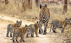 ಹುಲಿ ಗಣತಿ: ಬಿಆರ್‌ಟಿಯಲ್ಲಿ 300 ಕಡೆ ಕೆಮರಾ ಅಳವಡಿಕೆ    