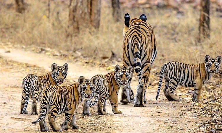 ಹುಲಿ ಗಣತಿ: ಬಿಆರ್‌ಟಿಯಲ್ಲಿ 300 ಕಡೆ ಕೆಮರಾ ಅಳವಡಿಕೆ    