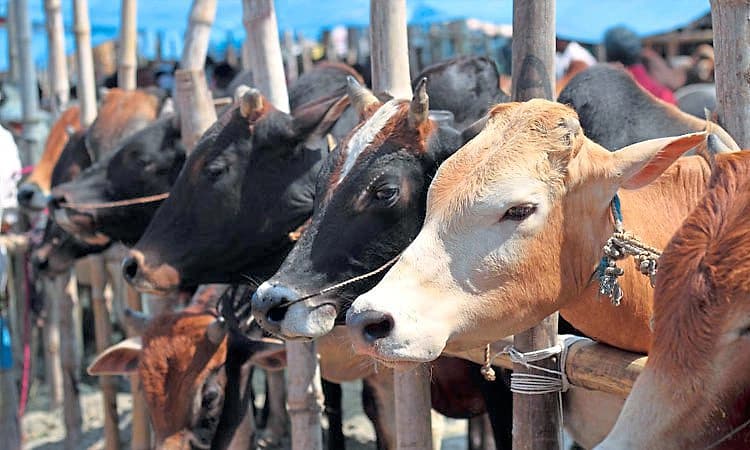 ಬಿಜೆಪಿ ಕಾಲದ ಗೋಹತ್ಯೆ ಕಾಯ್ದೆ ತಿದ್ದುಪಡಿಯನ್ನು ಕೈ ಬಿಟ್ಟ ರಾಜ್ಯ ಸರ್ಕಾರ?