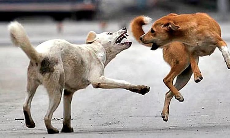 Kasaragod: ಬೀದಿ ನಾಯಿ ಕಡಿತ; ಹಲವರಿಗೆ ಗಾಯ