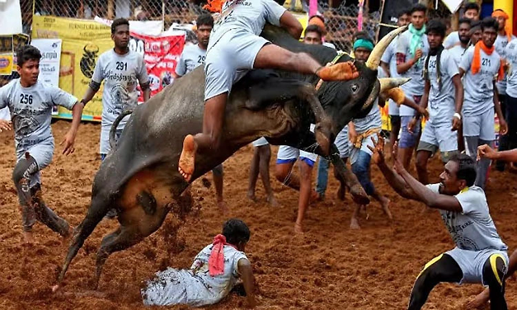 Udhayanidhi flags off jallikattu at Palamedu