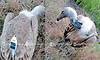 GPS tracker-fitted vulture found in Vijayapura village