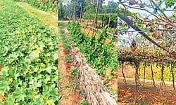 Bajpe: ಹವಾಮಾನ ವೈಪರೀತ್ಯ: ತರಕಾರಿಗೆ ಹೊಡೆತ