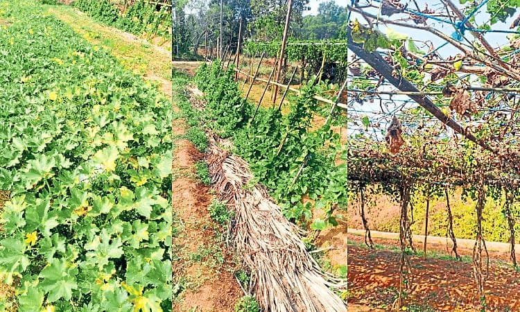 Bajpe: ಹವಾಮಾನ ವೈಪರೀತ್ಯ: ತರಕಾರಿಗೆ ಹೊಡೆತ