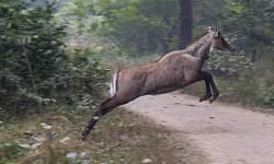 ಚಲಿಸುವ ಕಾರಿಗೆ ಢಿಕ್ಕಿ ಹೊಡೆದ ನೀಲ್ಗಾಯ್;  4 ವರ್ಷದ ಬಾಲಕಿ ಸಾವು!