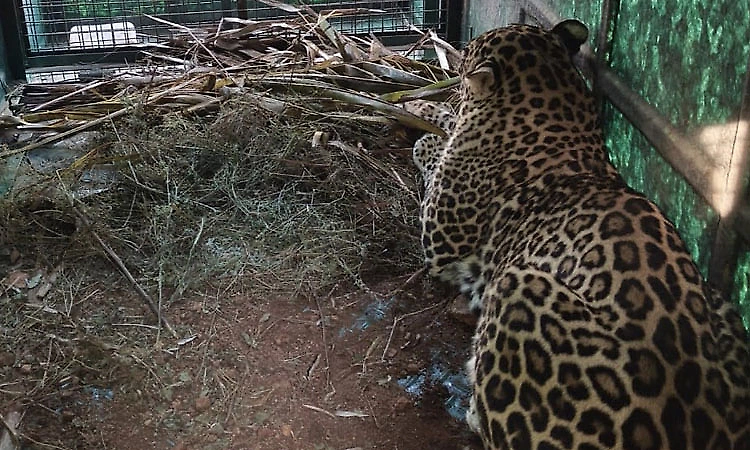 Gundlupet: Female leopard trapped; farmers breathe sigh of relief