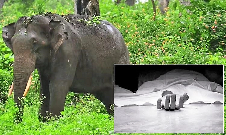 Daily wage worker killed in wild elephant attack in Chikkamagaluru