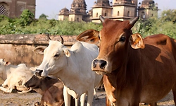 ದೇಶದ ಮೊದಲ ‘ಗೋ ಸಂಸ್ಕೃತಿ’ ಮ್ಯೂಸಿಯಂ ಮಥುರಾದಲ್ಲಿ ಸ್ಥಾಪನೆ!