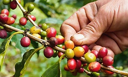 ಬಂದೂಕು ತೋರಿಸಿ 38 ಕ್ವಿಂಟಾಲ್‌ ಕಾಫಿಹಣ್ಣು ಕಿತ್ತುಕೊಂಡು ಪರಾರಿ 