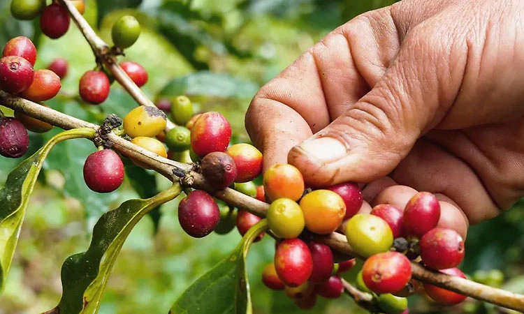 ಬಂದೂಕು ತೋರಿಸಿ 38 ಕ್ವಿಂಟಾಲ್‌ ಕಾಫಿಹಣ್ಣು ಕಿತ್ತುಕೊಂಡು ಪರಾರಿ 