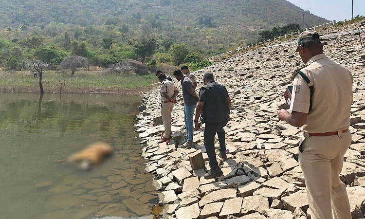 ಕೊಳ್ಳೇಗಾಲ: ಗುಂಡಾಲ್ ಡ್ಯಾಂನಲ್ಲಿ 6 ವರ್ಷದ ಹುಲಿ ಮೃತದೇಹ ಪತ್ತೆ