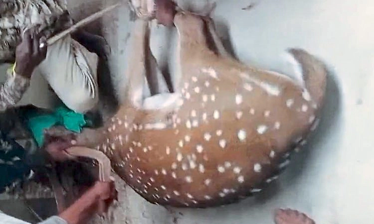 ನಾಯಿಗಳ ದಾಳಿಯಿಂದ ತಪ್ಪಿಸಿಕೊಳ್ಳಲು ಮನೆ ನುಗ್ಗಿದ ಜಿಂಕೆ; ಗ್ರಾಮಸ್ಥರಿಂದ ರಕ್ಷಣೆ