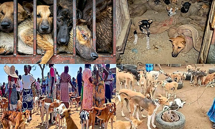 ನೈಜೀರಿಯಾದಲ್ಲಿದೆ ನಾಯಿ ಮಾಂಸದ ಬೃಹತ್ ಉದ್ಯಮ... ಇದರ ಹಿಂದಿದೆ ಭಯಾನಕ ಸತ್ಯ!