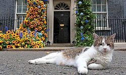 ಸೇವಾವಧಿಯಲ್ಲಿ 15 ವರ್ಷ ಪೂರೈಸಿದ ಬ್ರಿಟನ್ ಪ್ರಧಾನಿ ನಿವಾಸದ 'ಚೀಫ್ ಮೌಸರ್' ಲ್ಯಾರಿ ಬೆಕ್ಕು